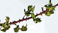bramble spikes