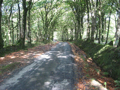 quiet lane near Trentworthy Cross