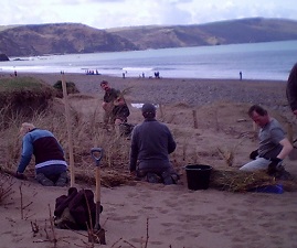 marram grass planting at Widemouth